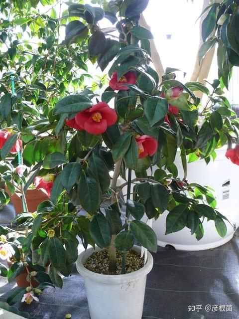 白西王母 camellia japonica 'shiroseibo'