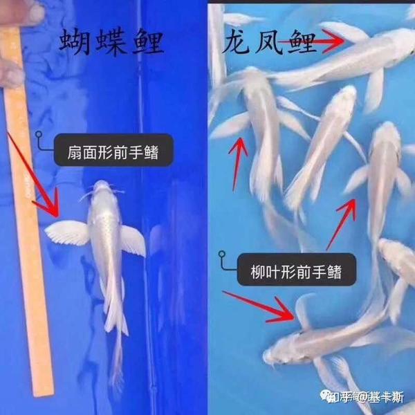 蝴蝶鲤和龙凤有什么区别?