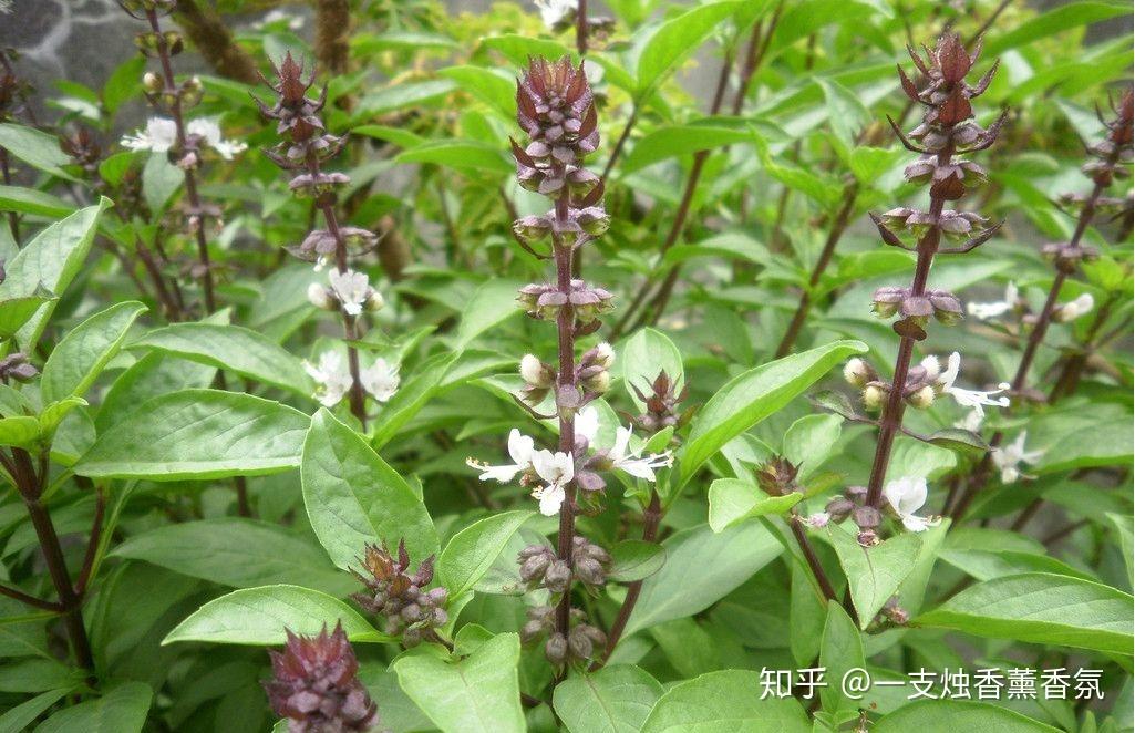 原辞:杂申椒与菌桂兮,岂惟纫夫蕙茝!余既滋兰之九畹兮,又树蕙之百亩.