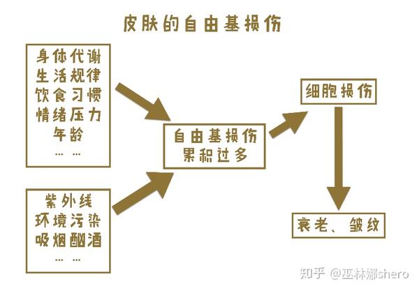 护肤抗衰老的原理
