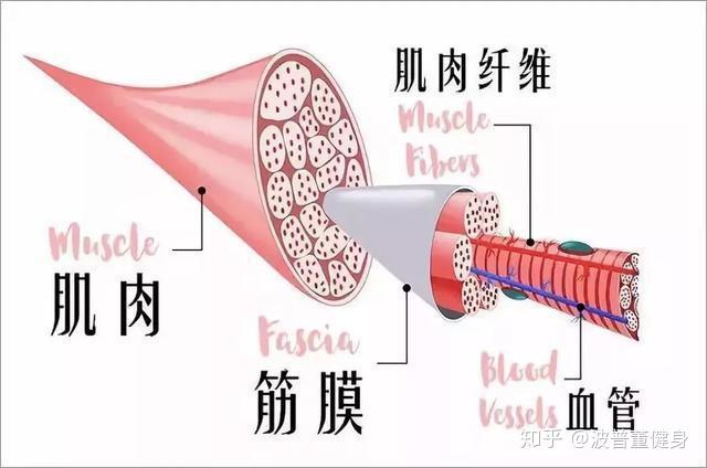 中层和深层3种,浅层筋膜是皮下的脂肪结缔组织,深层筋膜将肌肉分开绑