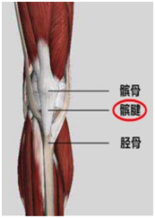 髌腱是指连接你的髌骨 (即膝盖骨) 与小腿胫骨之间的肌腱