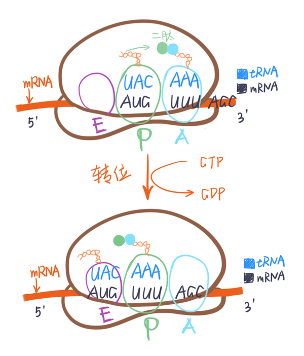 关于转录时核糖体的移动