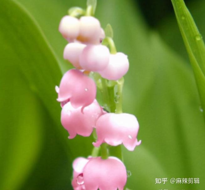漂亮的有毒花认识20种大毒花远离危险