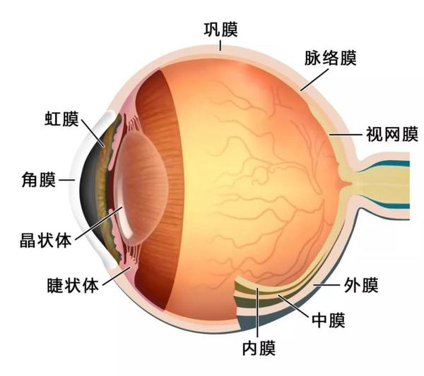 在眼睛结构中,视网膜属于内膜,是