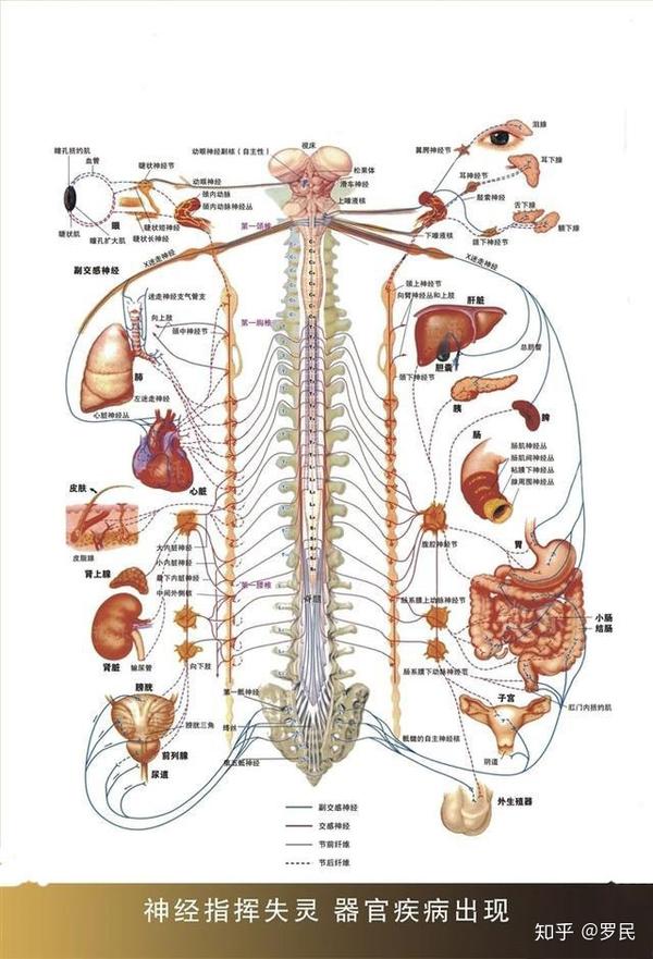 心脏接受来自大脑高级中枢与脑干或脊髓低级中枢的神经支配.