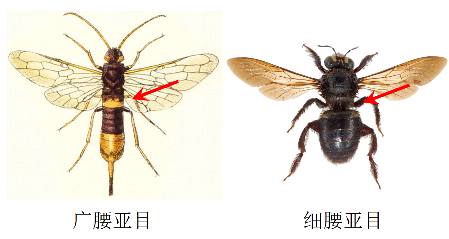 如何区分黄蜂蜜蜂马蜂胡蜂各种蜂