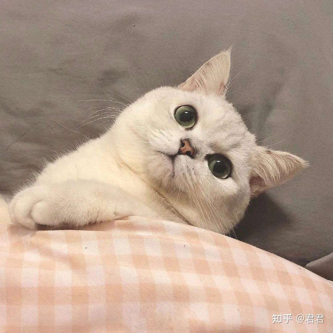 搞怪沙雕情侣头像笑到窒息的沙雕头像情侣奇葩逗比情侣头像一对搞笑