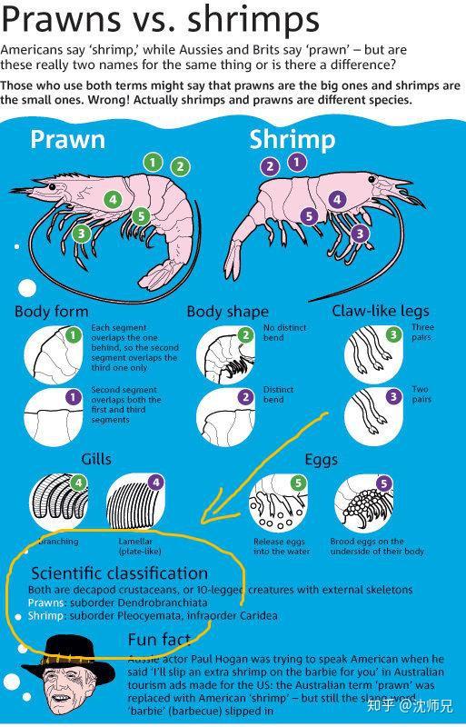  shrimp/prawn> 究竟谁更虾?