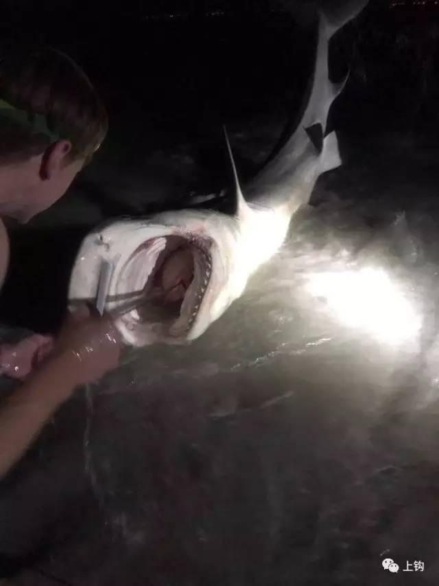 半年钓了64条鲨鱼,这个十五岁的瘦弱少年是如何做到的?