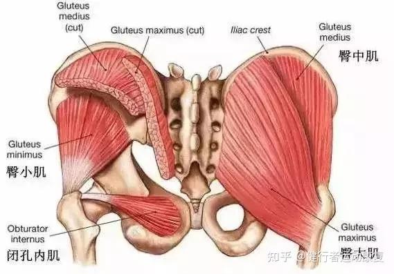 骨盆周围的肌肉要想知道骨盆对身体有什么样的危害,我们要先了解跟