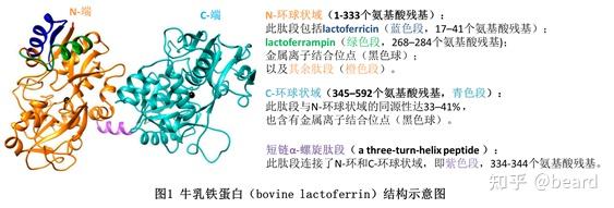 不同物种所含有的乳铁蛋白结构相似,同源性极高,如图1所示(以牛乳铁