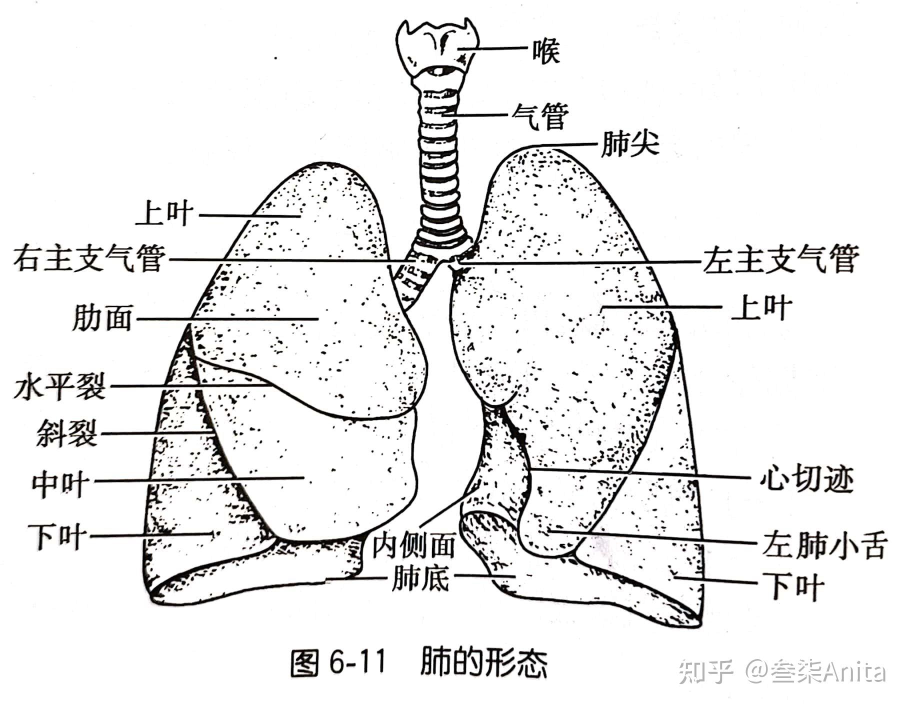 肺叶和胸膜喉头,气管,大支气管(前面观)声门左侧舌骨和软骨候部框架咽