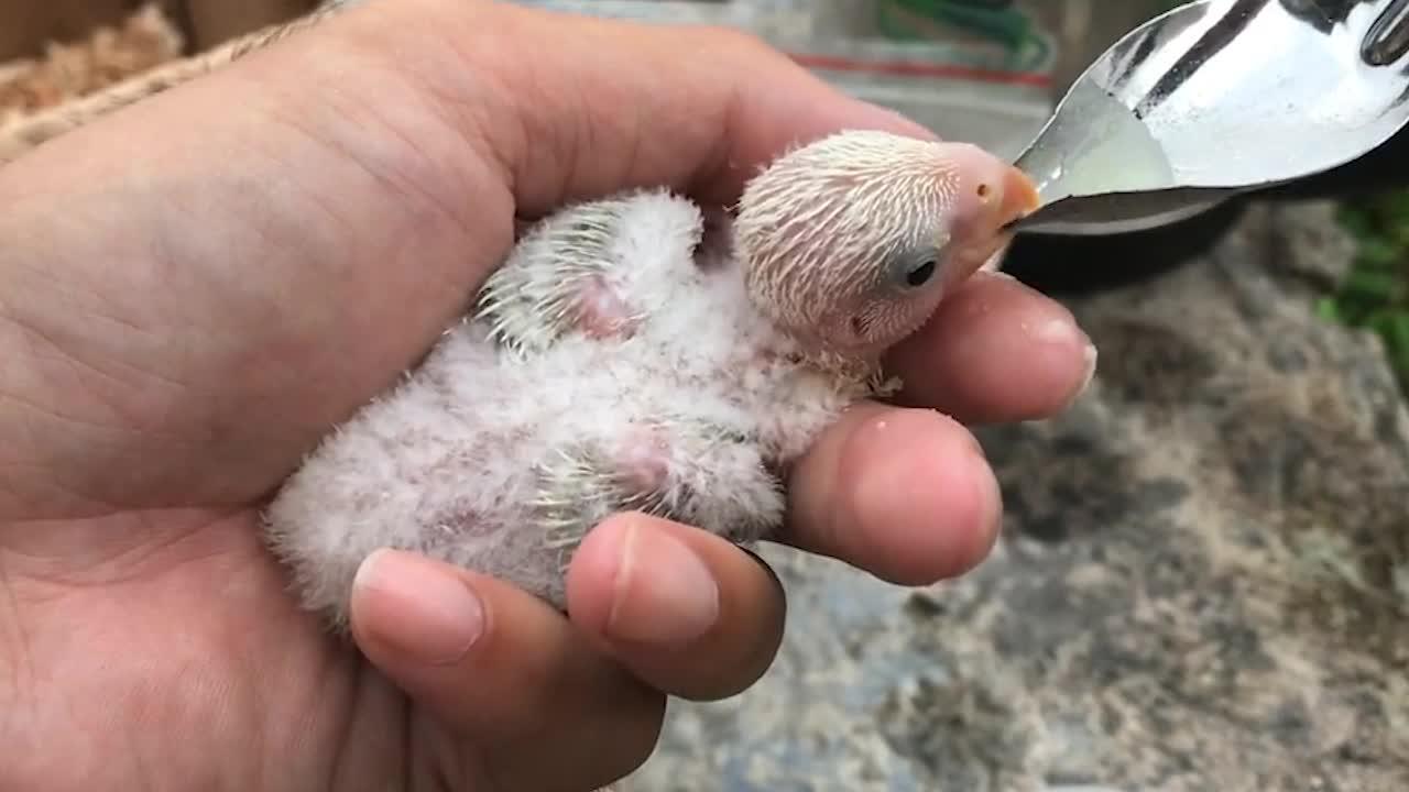 来看看刚出生的牡丹鹦鹉是怎么喝奶的
