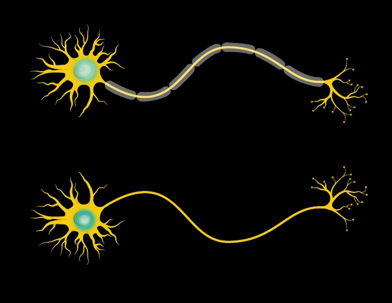 当神经元产生动作电位,就会释放神经递质,即动作电位会同时伴随神