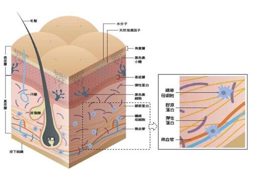 真皮