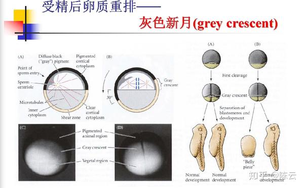 development biology