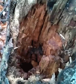 你见过哪些极美的生物?