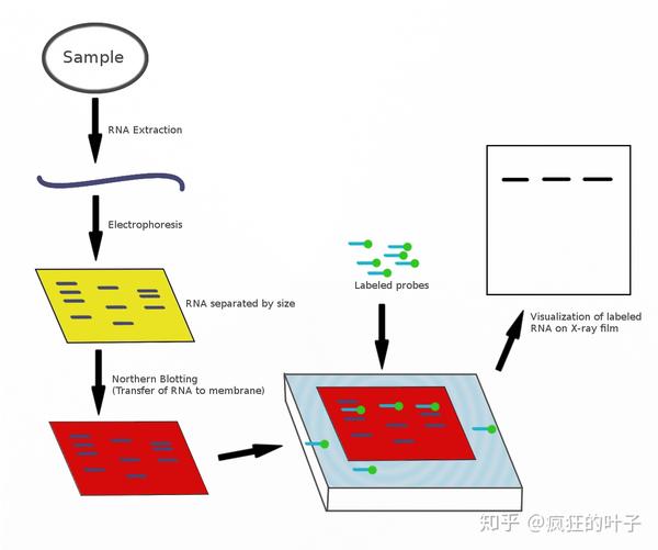 northern 印迹,此图片来源于维基百科 northern blot