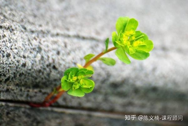石缝中的小草