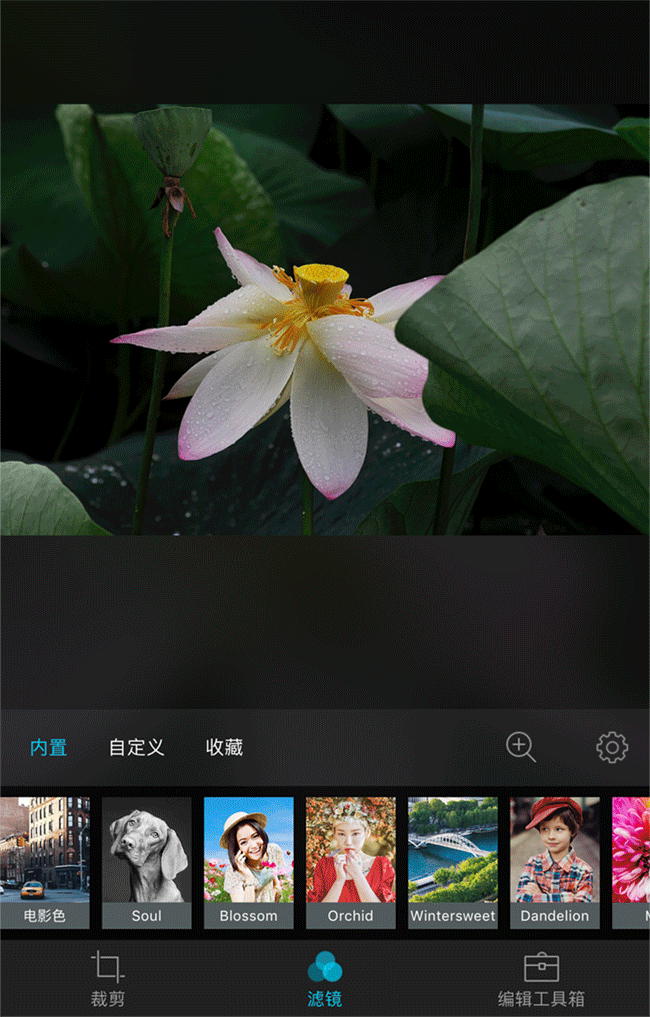 荷花拍摄技巧与后期攻略