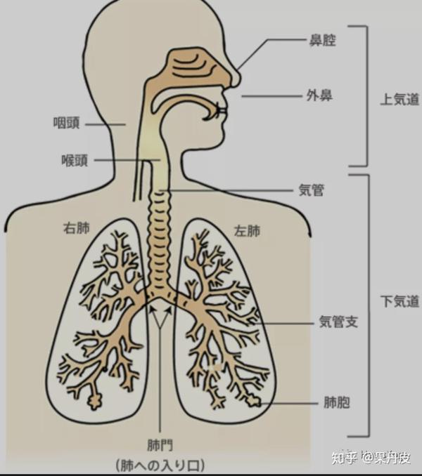 参与人的呼吸器官包括 肺,鼻,咽,喉,气管,支气管,及分布在器官中的