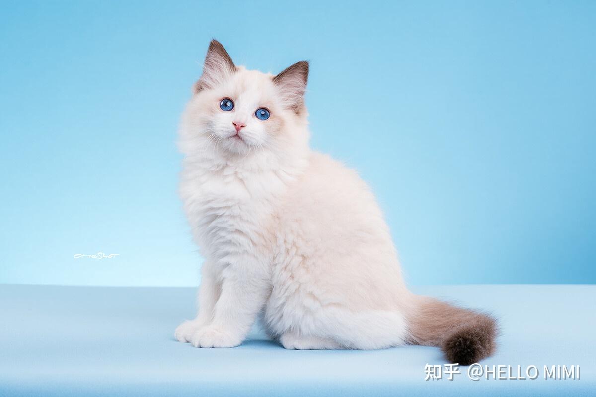上海哪里可以买到纯种布偶猫幼崽幼猫