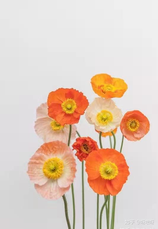 冰岛虞美人:lcelandic poppy