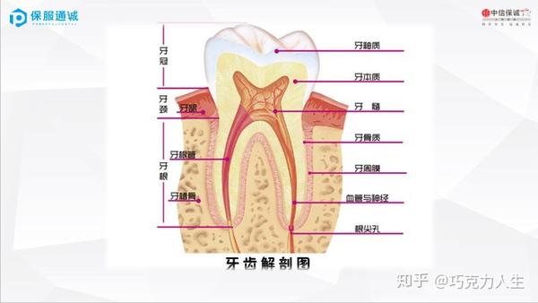 保险带给我的知识我们的牙齿成人篇