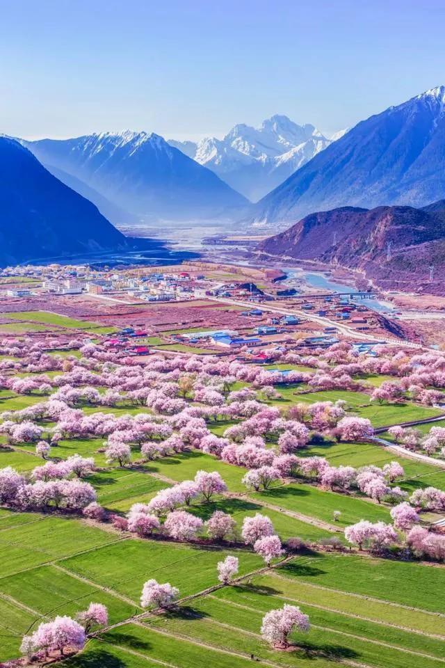 西藏旅游有人去林芝看桃花吗