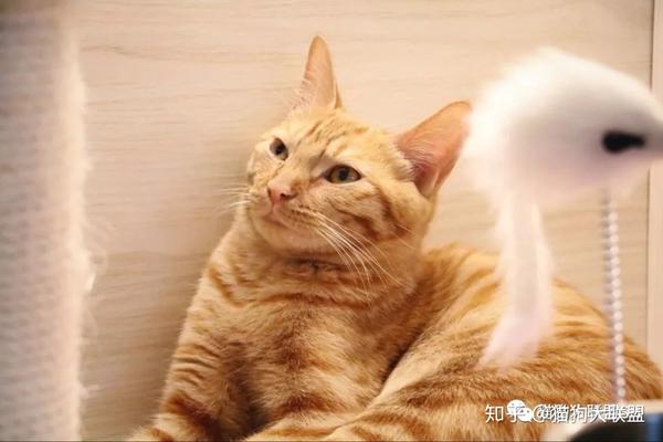 同时会进行直播 直播时间:6月22日14:00-16:00 斗鱼直播:猫狗大联盟