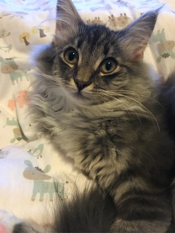 养挪威森林猫是一种怎样的体验?