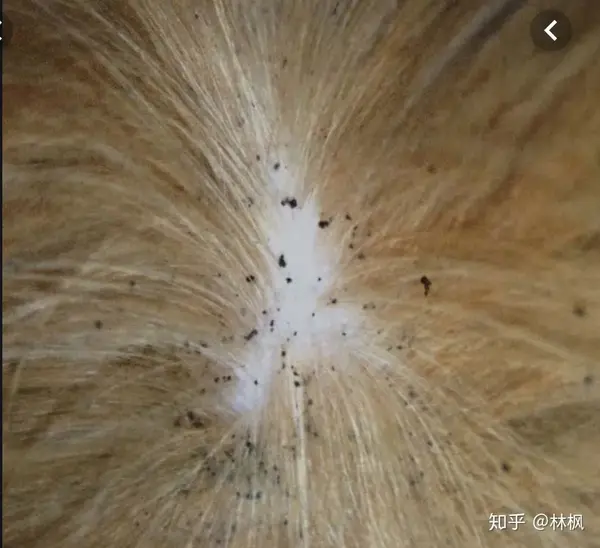 读完本文让猫猫远离跳蚤困扰.