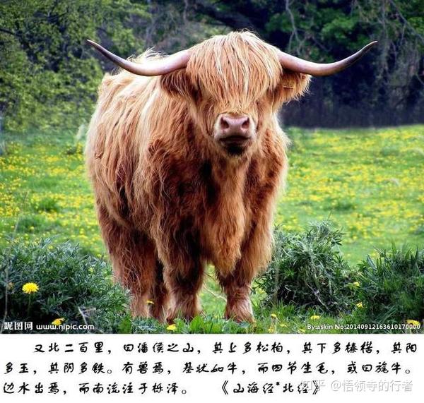 "旄牛,毛犊",图源见水印,侵权删除