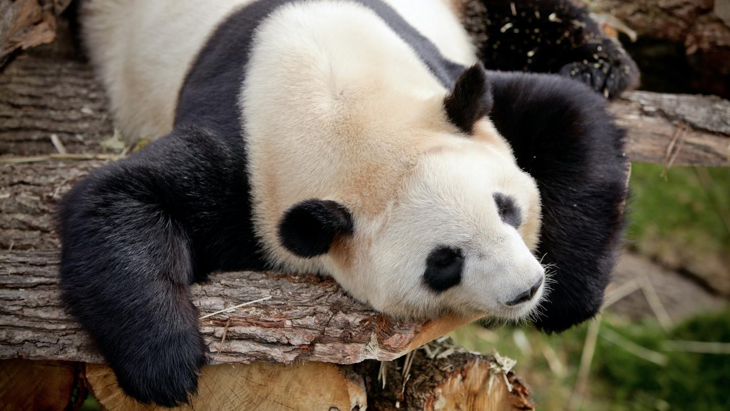 当您在互联网上搜索照片时,大熊猫看起来可爱又憨态可掬,但它们比您