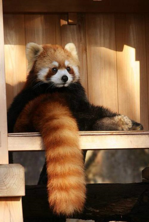 小熊猫有一条特别蓬松毛茸茸的长尾巴,占到身体一半以上,并有12条红