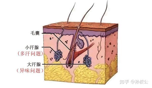 皮肤立面解剖图