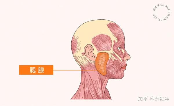 如图,腮腺位于面颊两侧近耳垂处,若肥大必然导致下颌角圆钝.