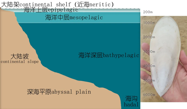 海洋深度与乌贼内壳(图自编)