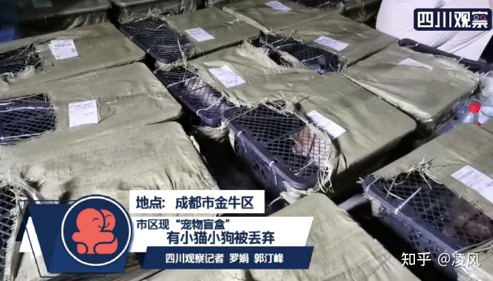 如何看待成都市区现宠物盲盒小猫小狗奄奄一息宠物盲盒这条产业链存在