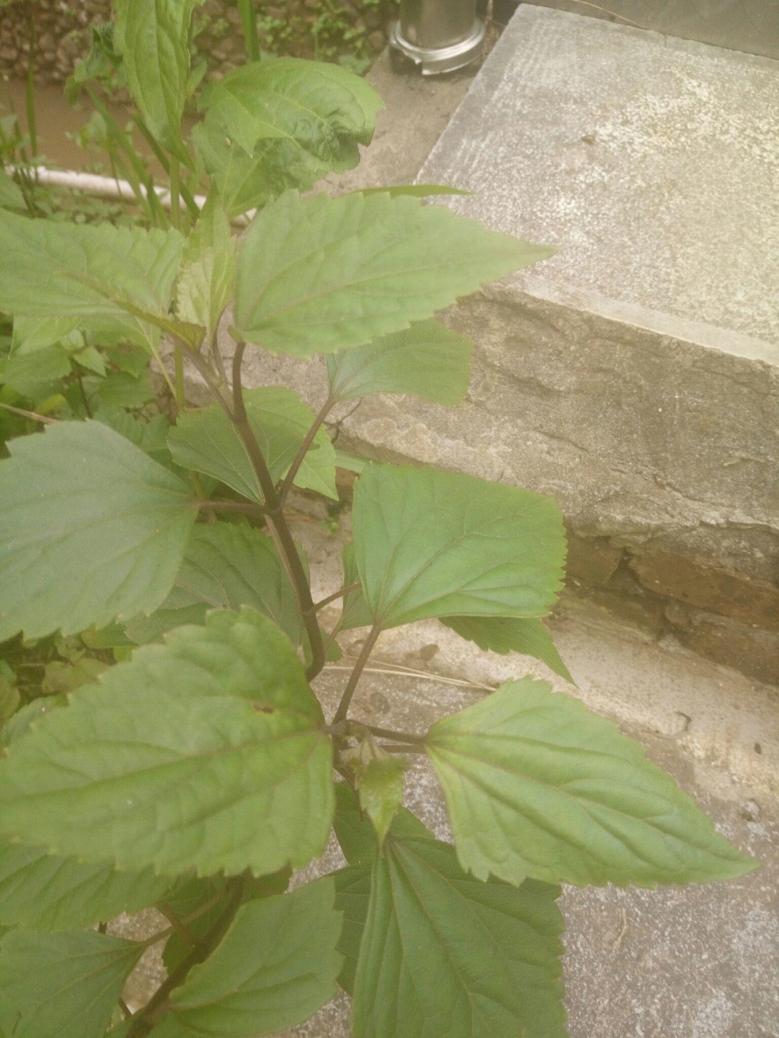 强答一发 下图看到没,黑头草,貌似学名叫紫茎兰.