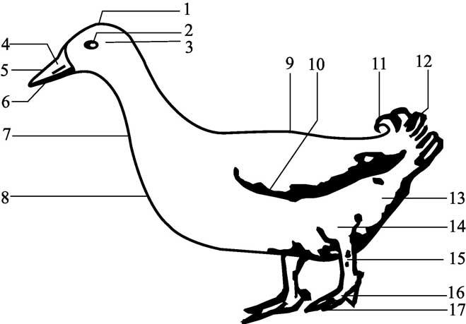 第一节 鸭的体形外貌与体尺 - 现代养鸭关键技术精解