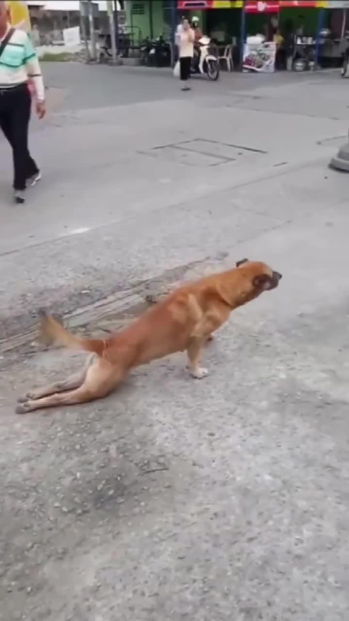 看狗狗的小碎步,小短腿走路真搞笑