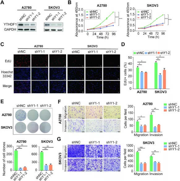 作者用cck8实验,edu测验和克隆形成实验证明了ythdf1对卵巢癌细胞增殖