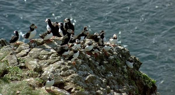 出场时刻:37:48北极海鹦 (fratercula arctica),英文名 puffin.