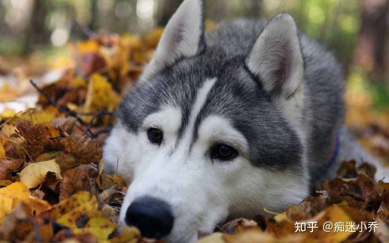 平均寿命:9-12岁饲养问题:肠胃不好哈士奇犯二的那些事,不是一般的