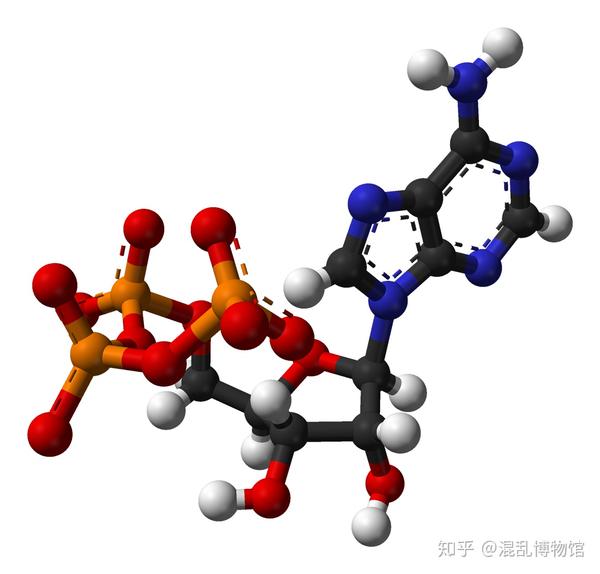 atp基于x射线衍射数据的分子模型