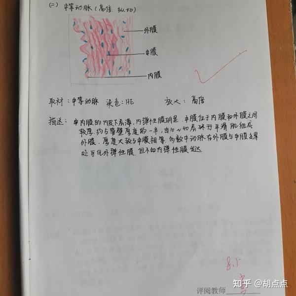 肌组织神经组织骨骼肌中等动脉免疫系统消化管淋巴结胃粘膜组织学与