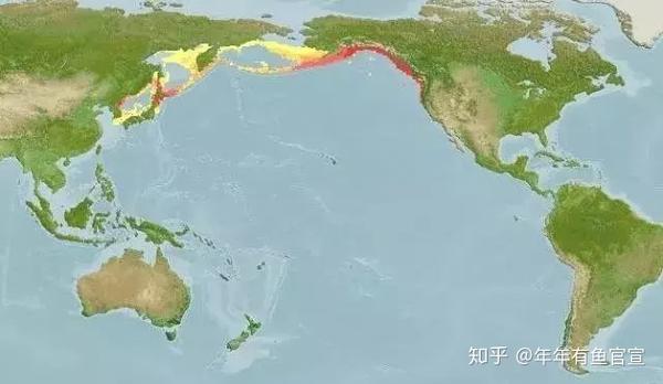 它是一种天生就是红色的对虾,产于北纬45度以北的高纬度北太平洋深海