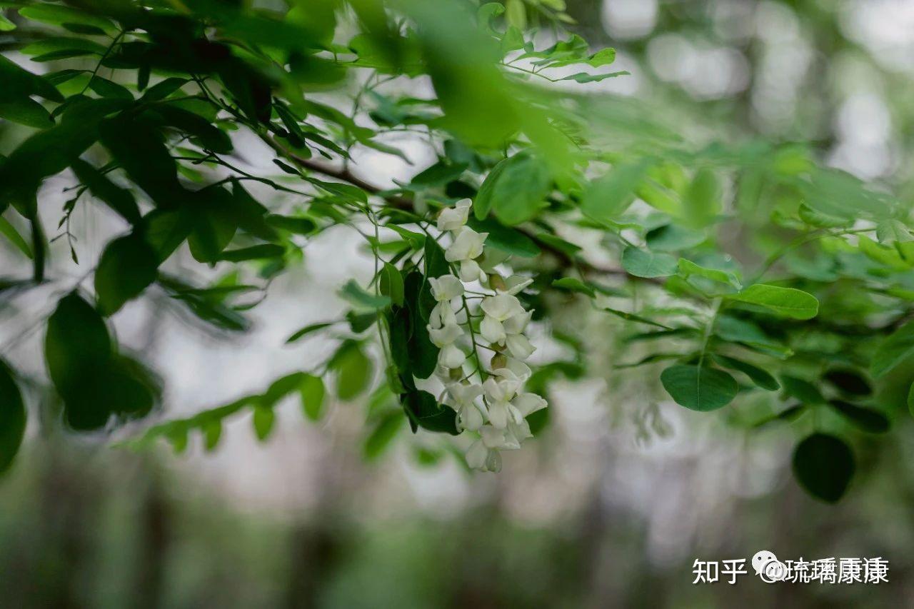 夏槐花香满城